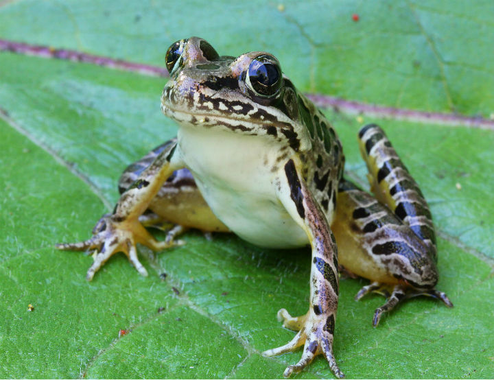 Pickerel Frog